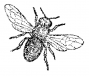 wbfly.png